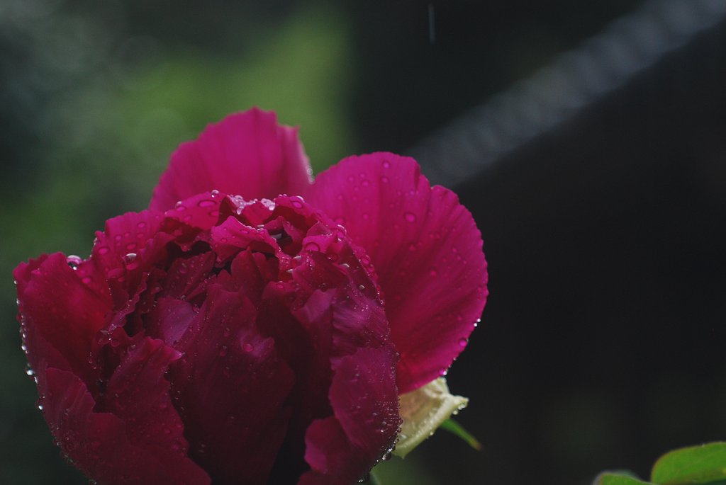 雨の長谷寺
