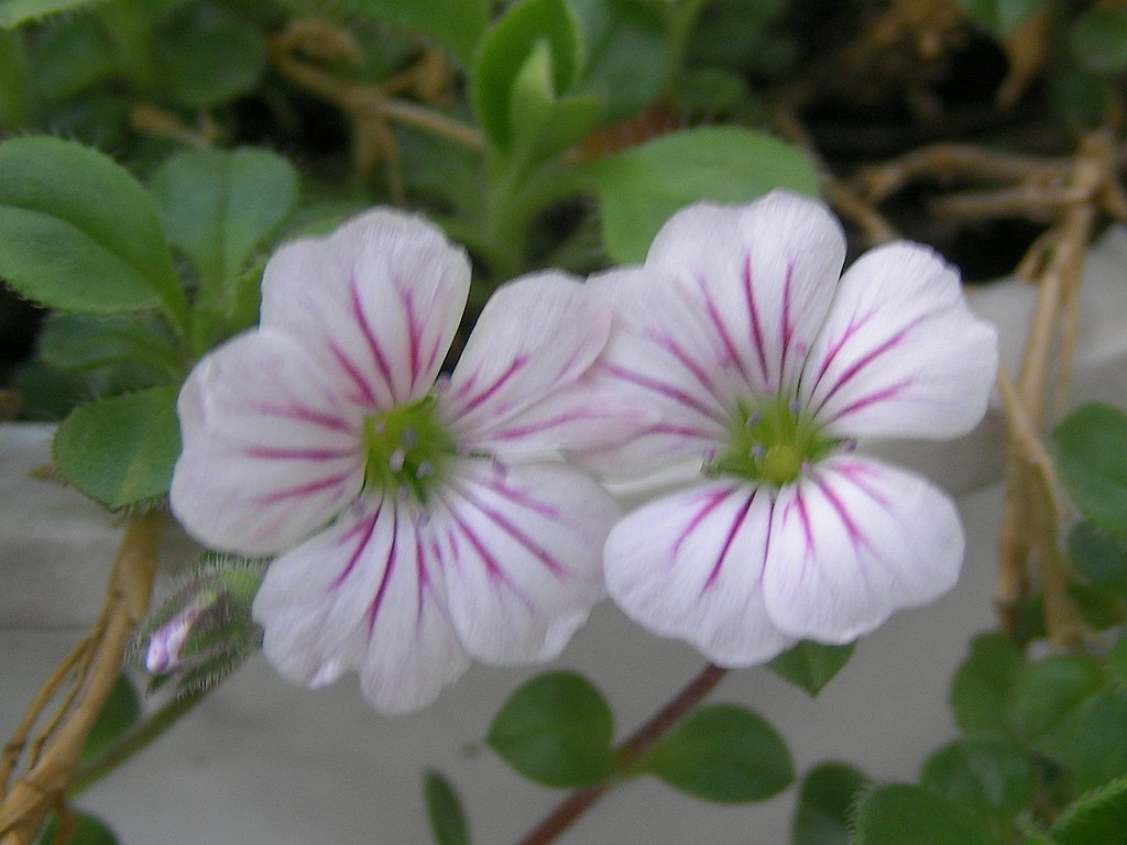 小さい花