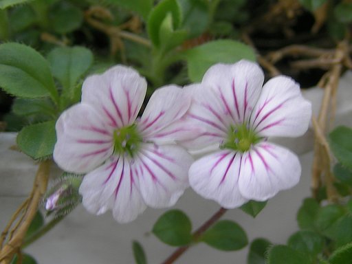 小さい花