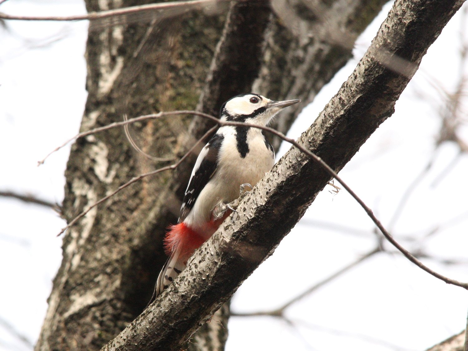 アカゲラ　(♀)