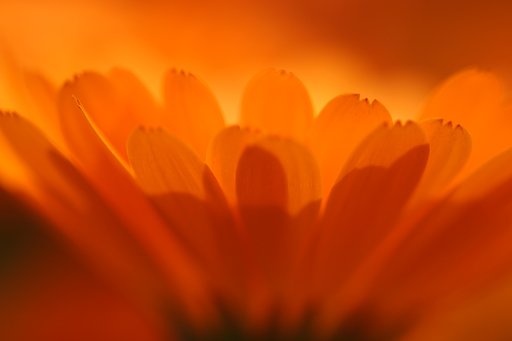 5月5日の写真