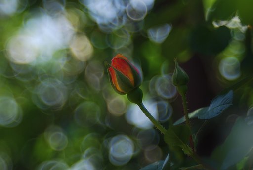 バラもそろそろでしょうか？