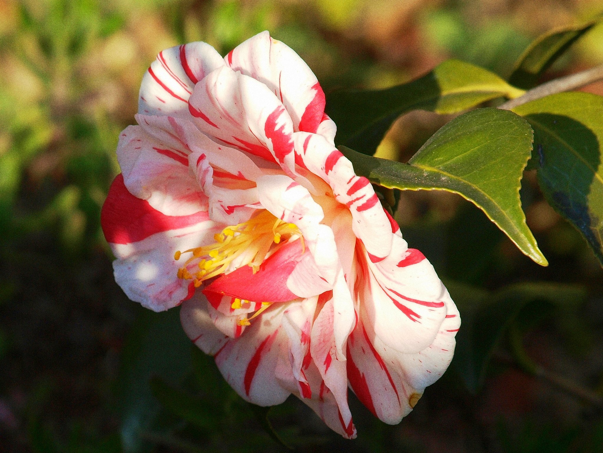 紅白の椿