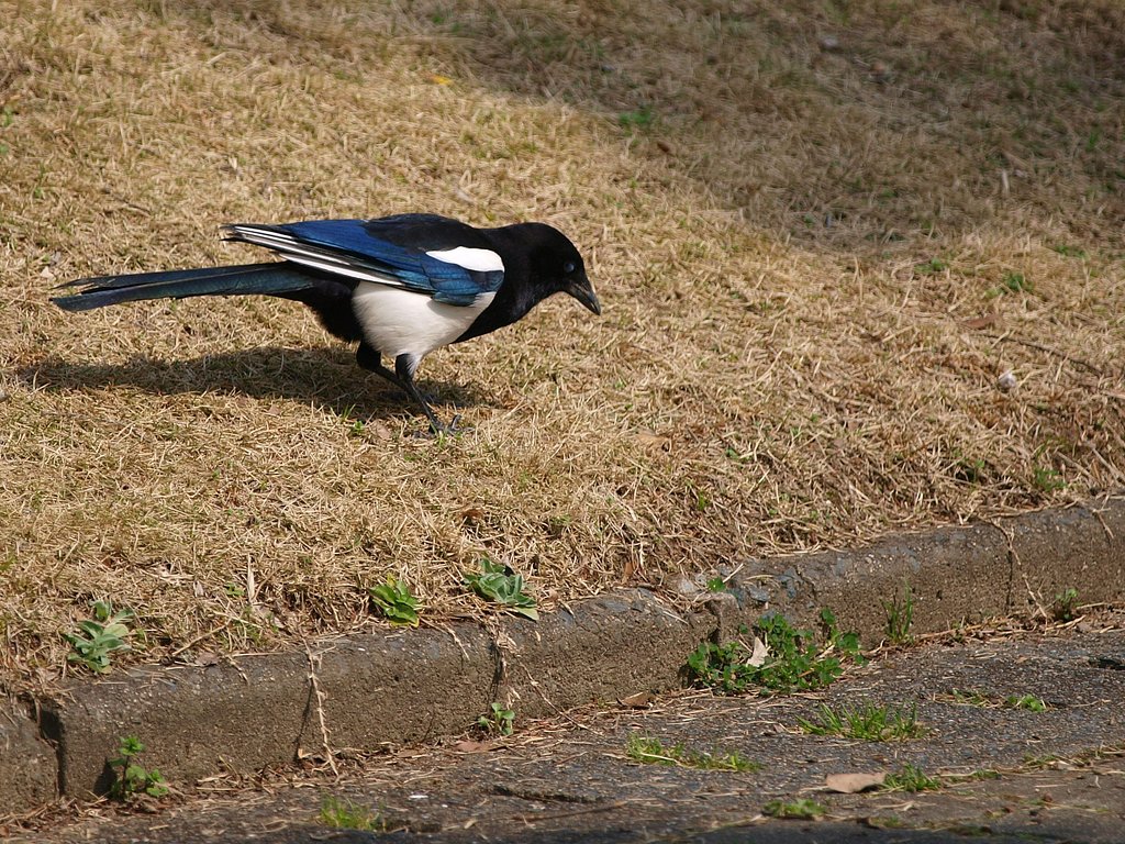 かささぎ