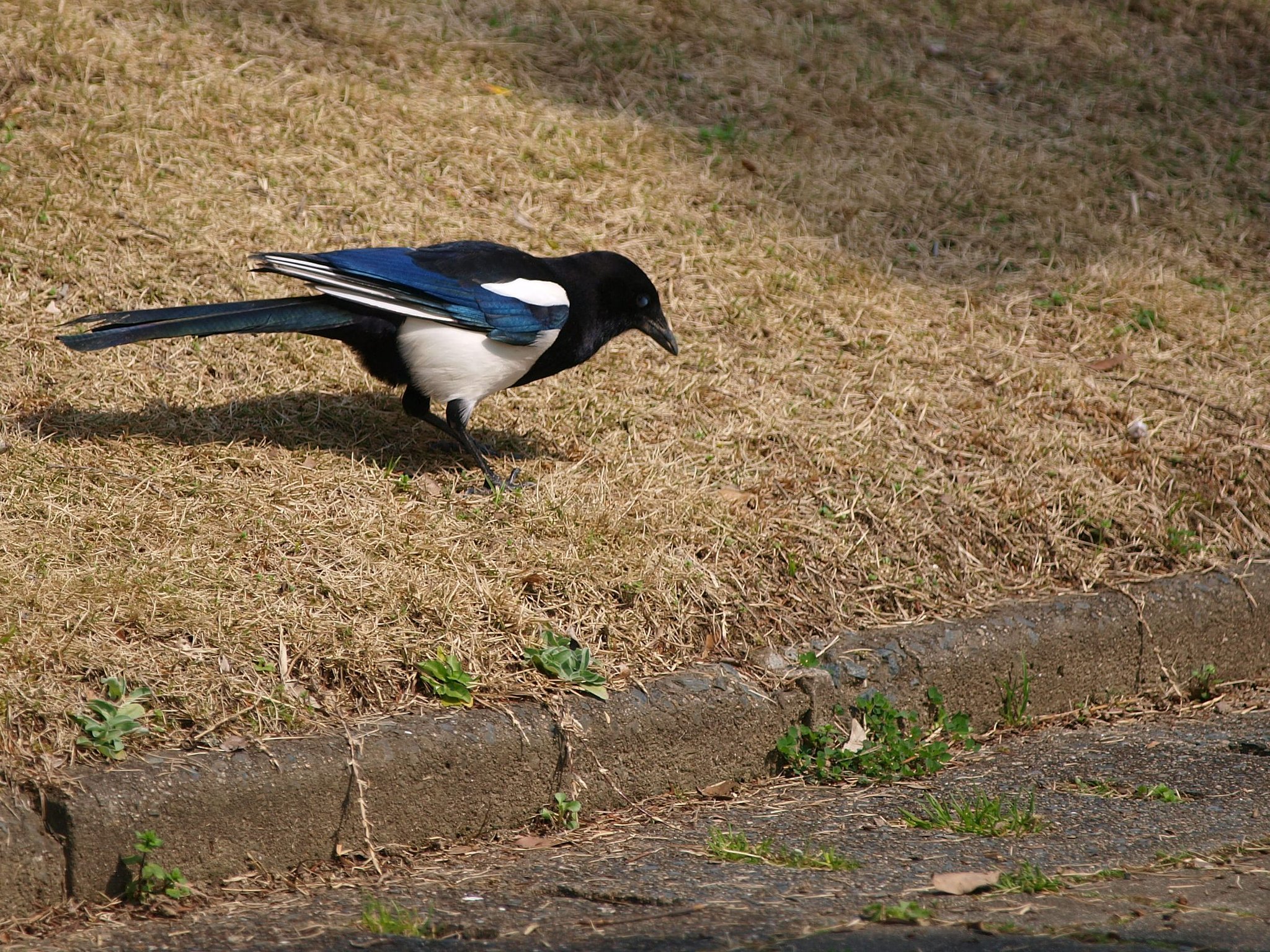 かささぎ