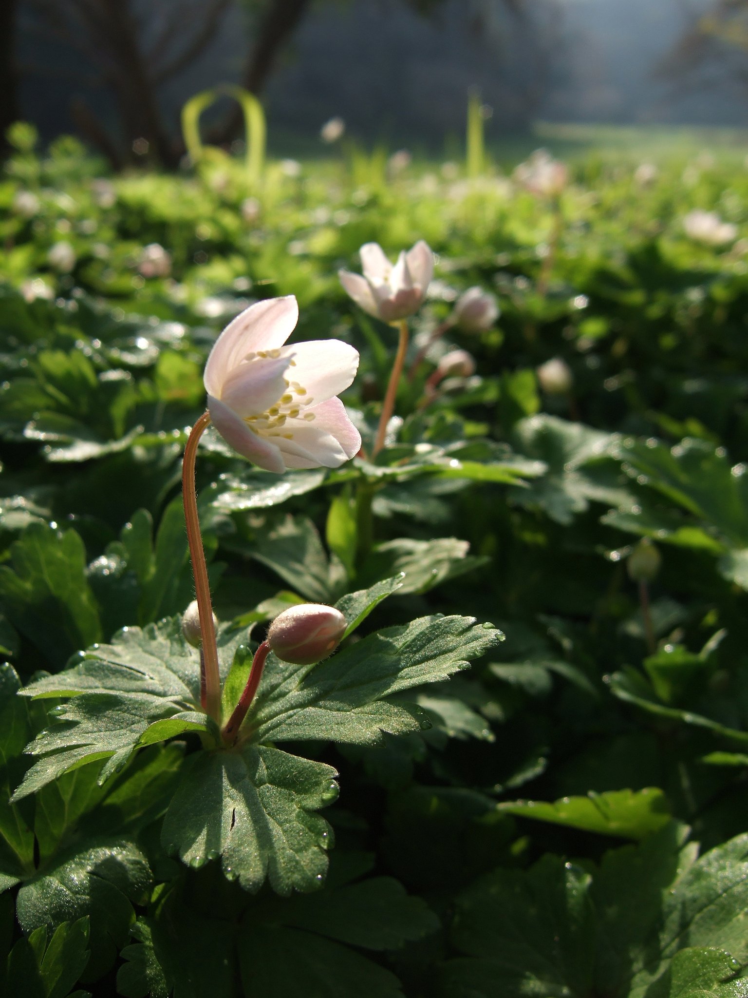 FinePix F10 その２