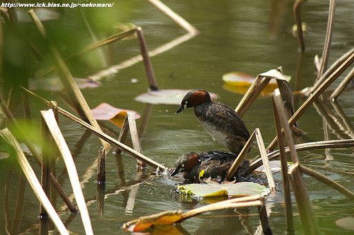 カイツブリ・・繁殖行動
