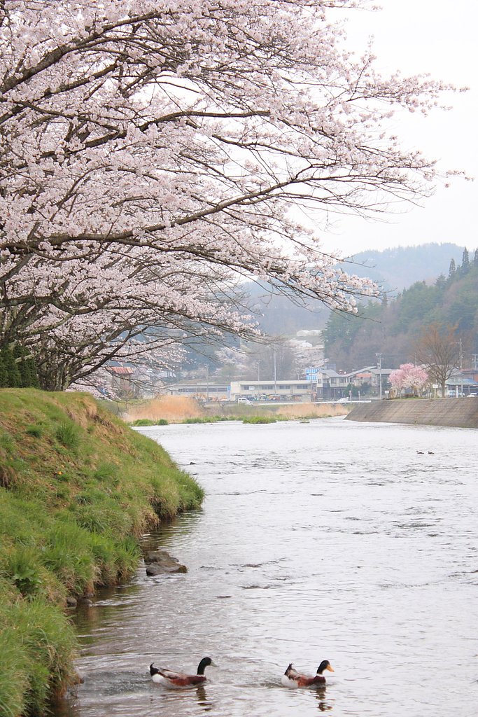 桜散歩