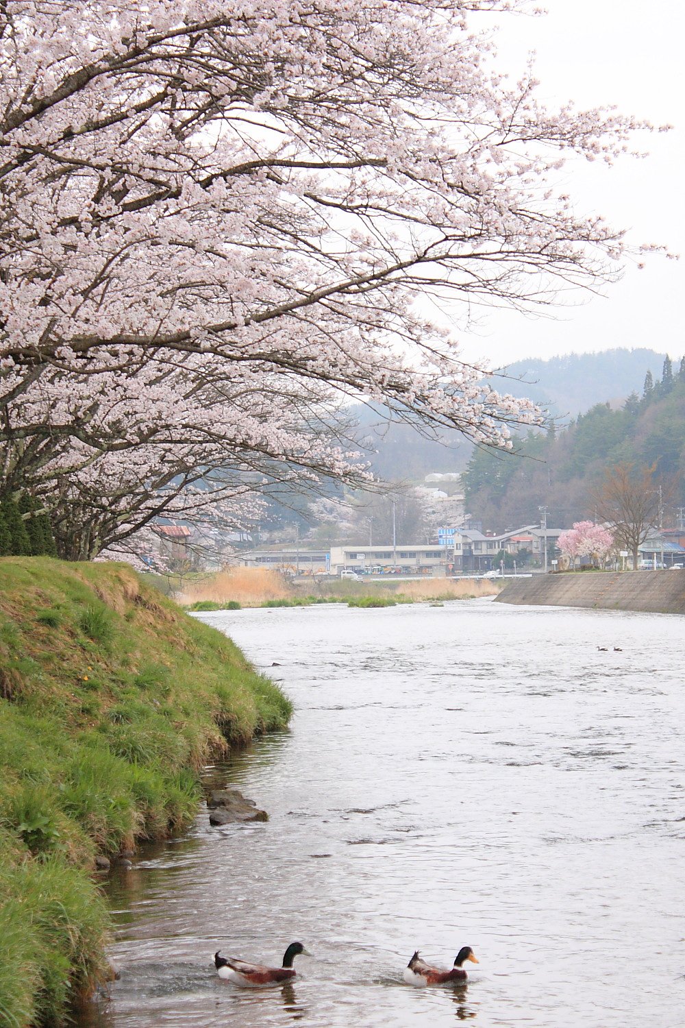 桜散歩