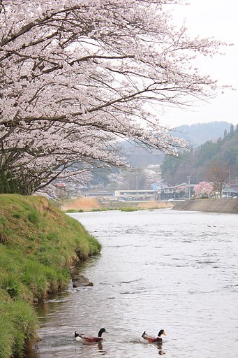 桜散歩