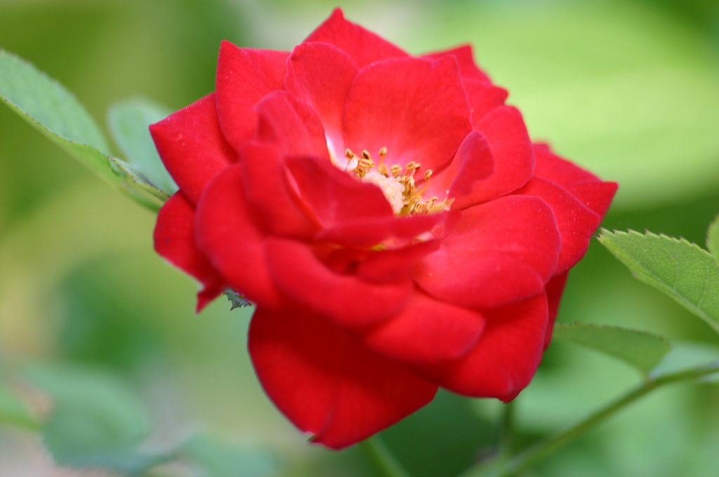 ミニ薔薇