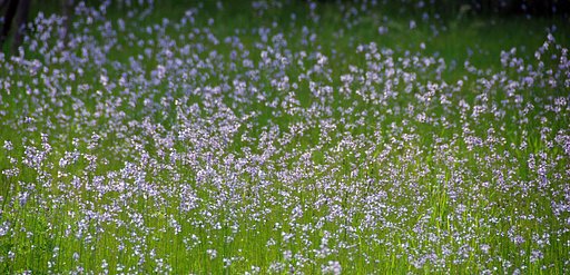 マツバウンランの咲く草原