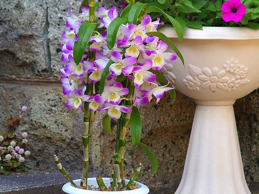 母の日の花