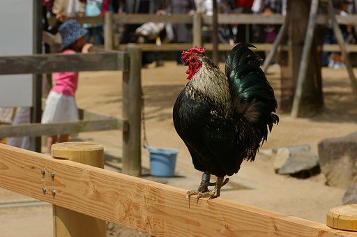 動物ふれあい広場にて