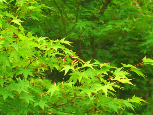 紅トンボ
