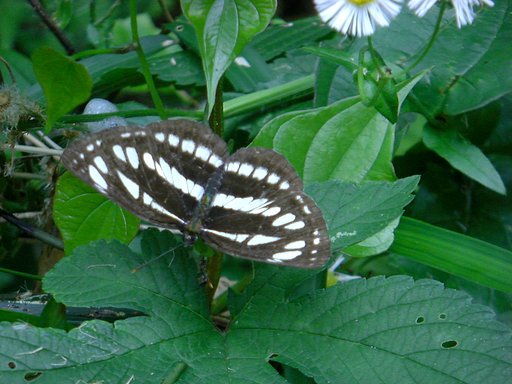 タテハチョウ科の蝶