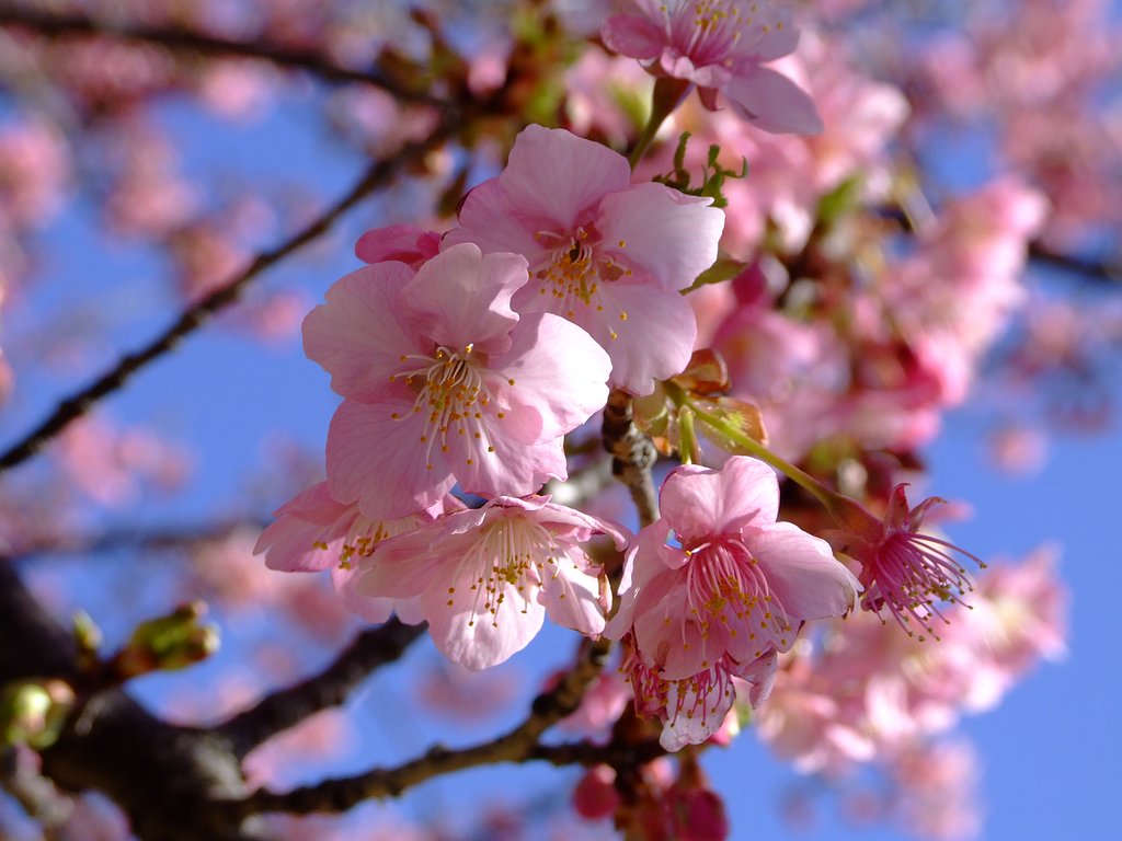 春の香り①