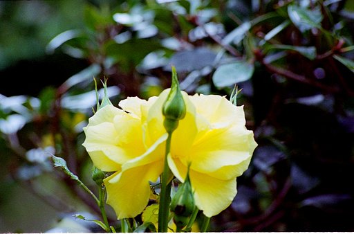 黄色の薔薇