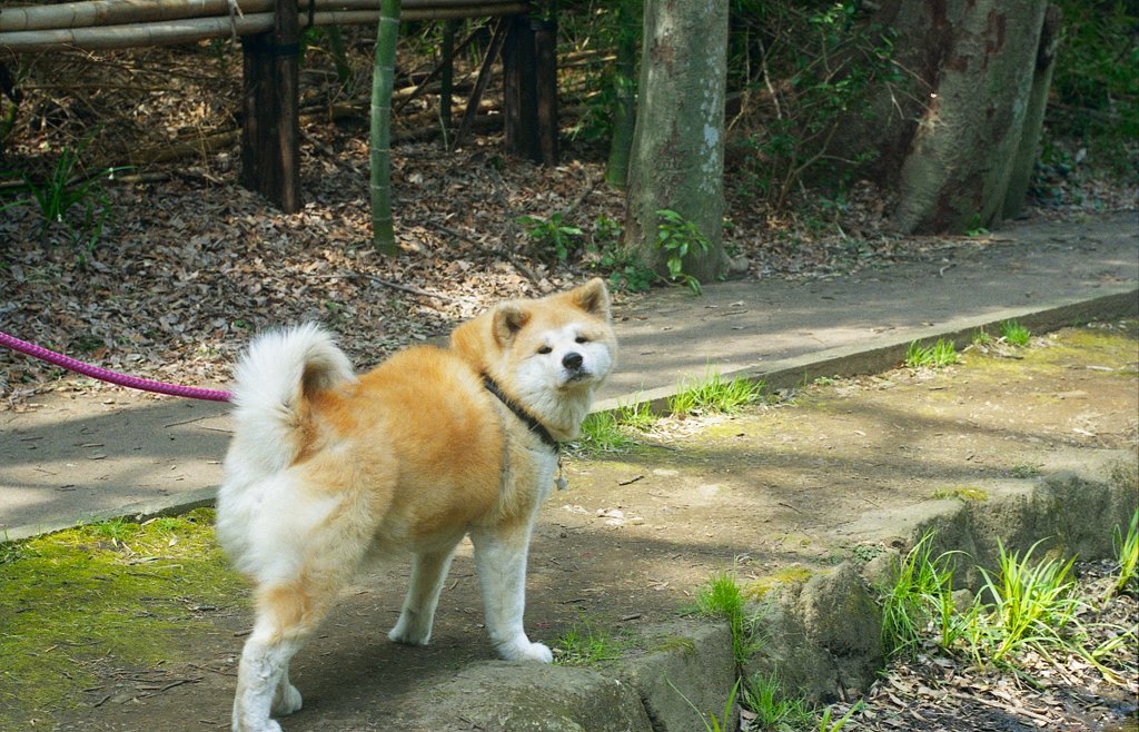 メタボ気味な秋田犬♀