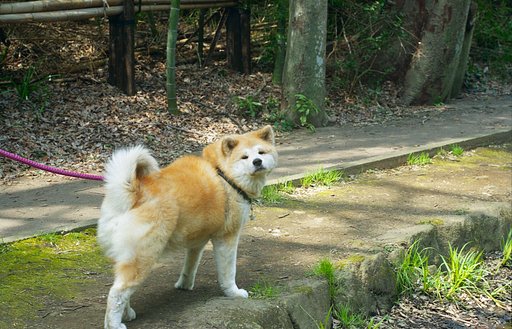 メタボ気味な秋田犬♀