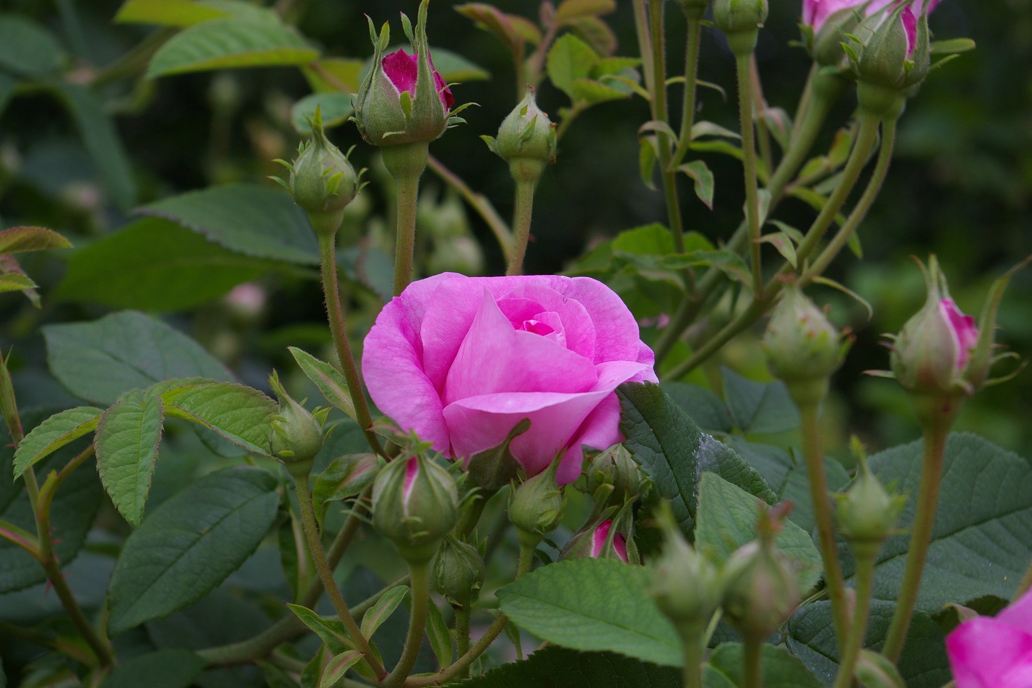 キレイな薔薇には