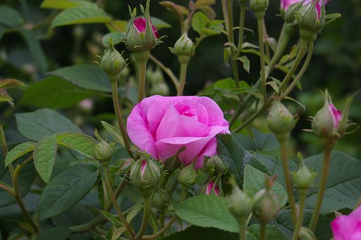 キレイな薔薇には