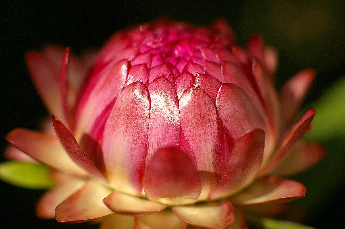 【自然】花のお饅頭