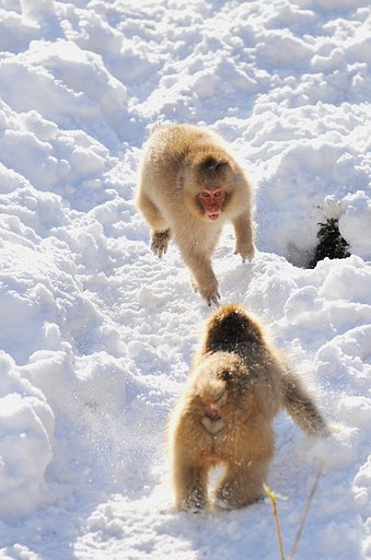 Snow   Monkey