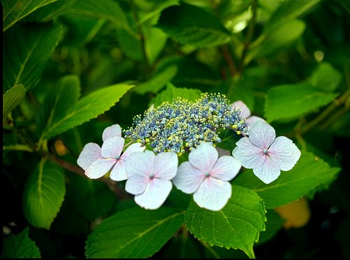 額紫陽花　ただいま満開