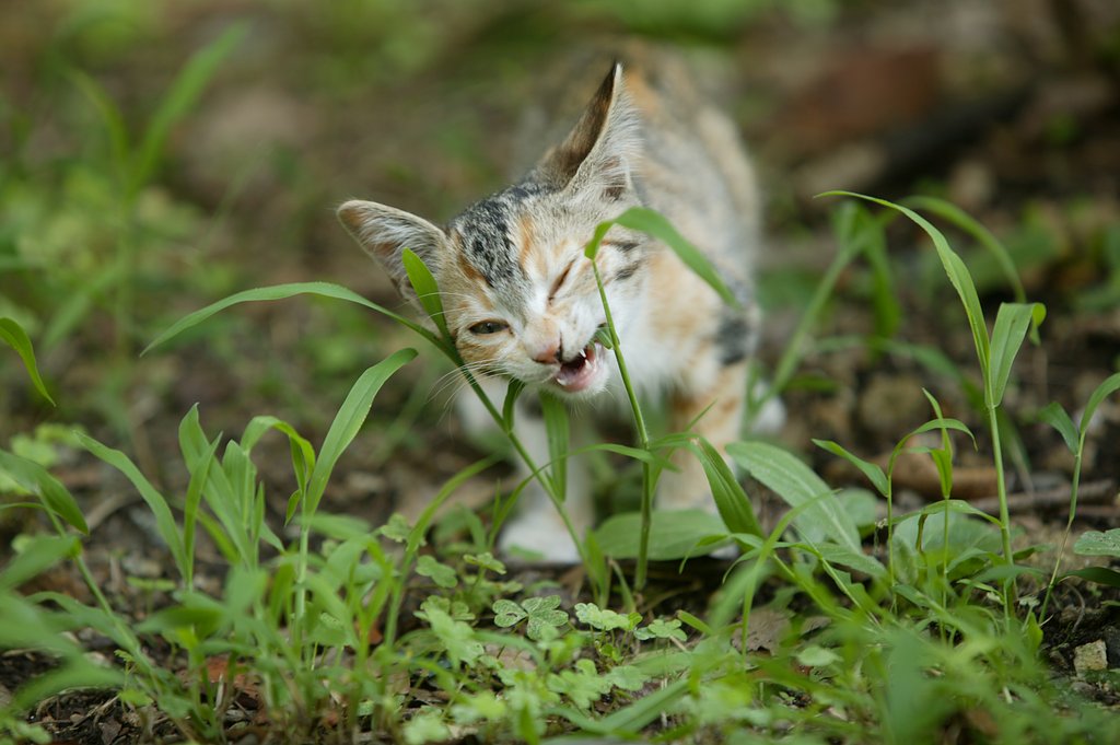 野良猫だと