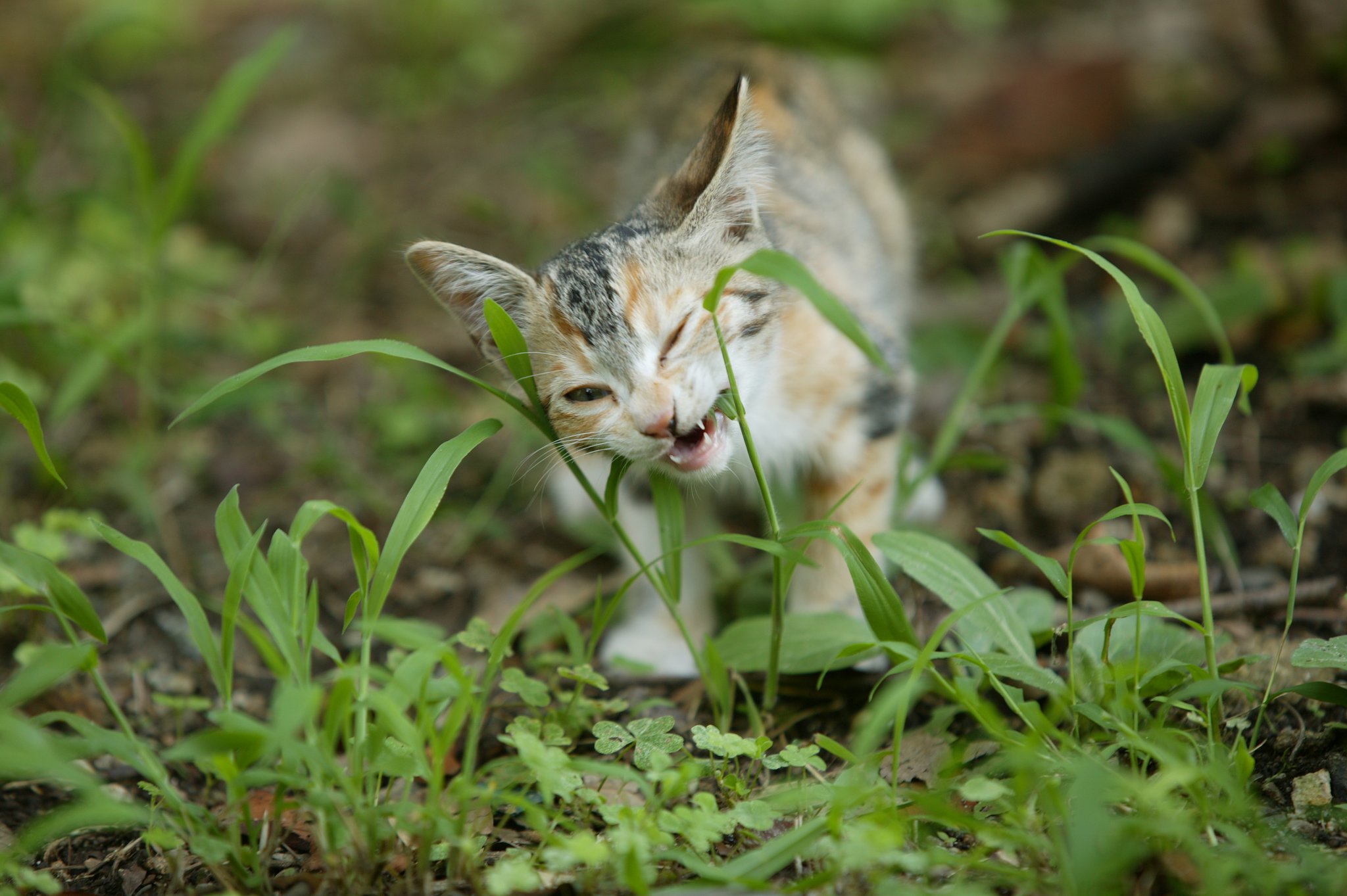 野良猫だと