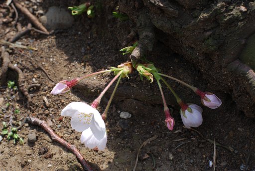 路傍の花