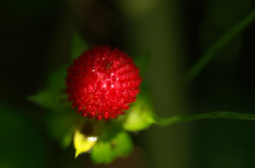 東京の里山から：草陰の宝石