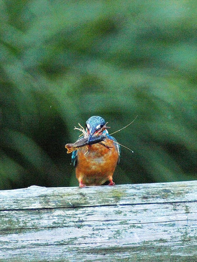 「ザリガニと格闘中の翡翠」