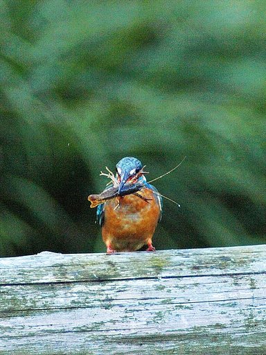 「ザリガニと格闘中の翡翠」