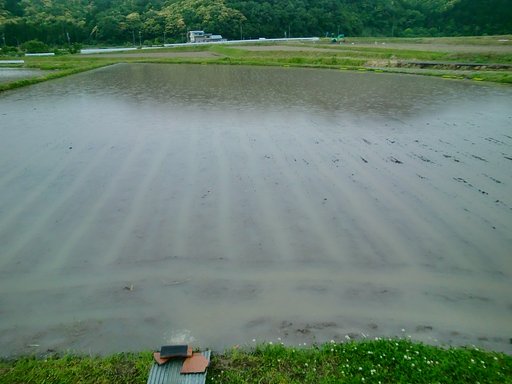ヤット一つめの田植えをした!