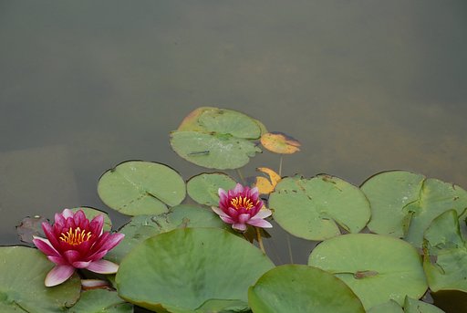 蓮