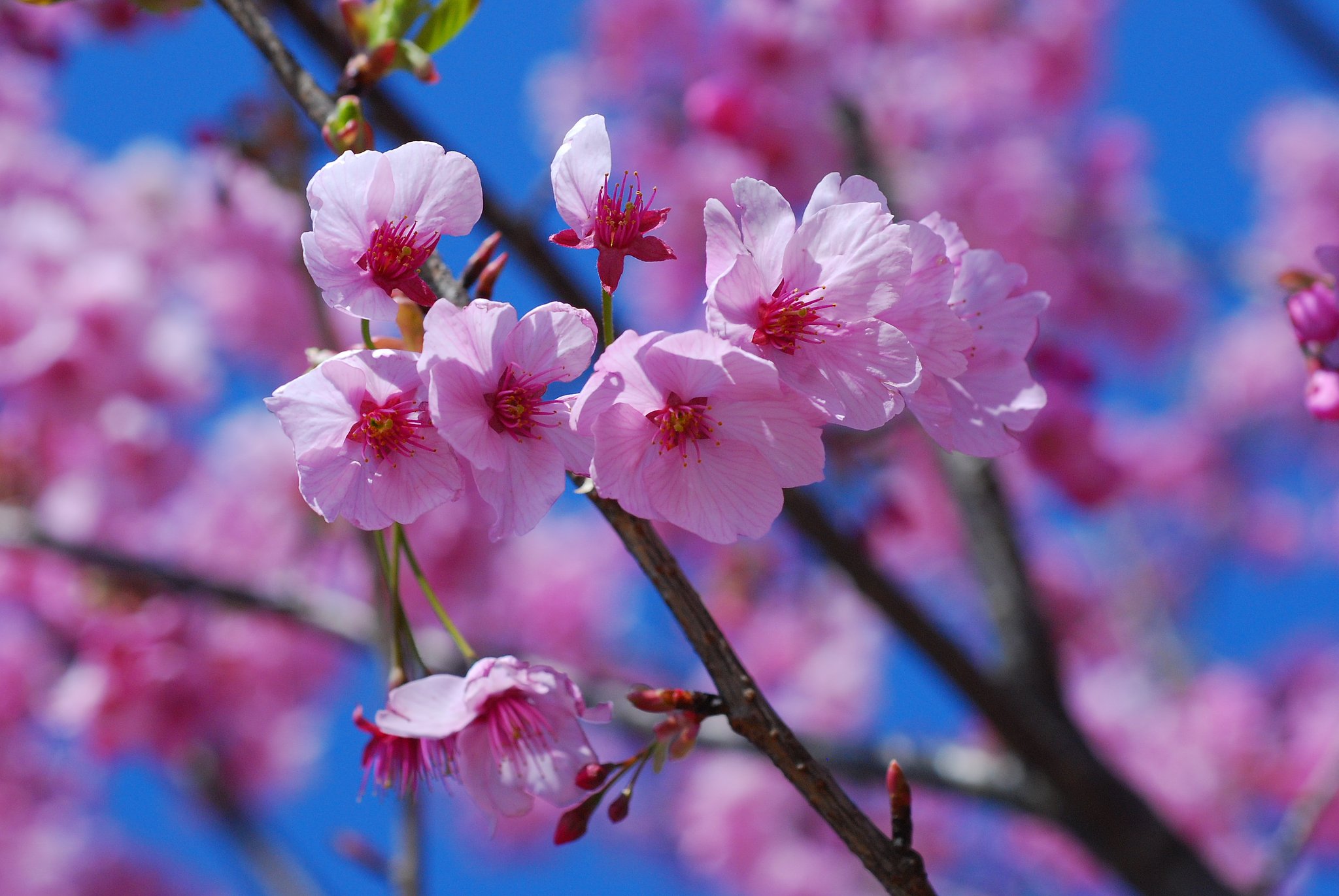 桜の輝き