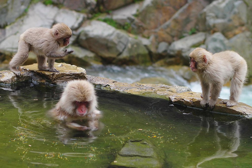 おさる