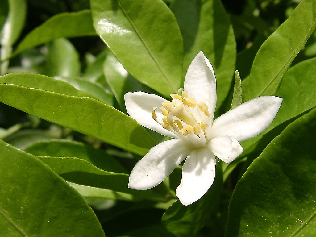 《番外》これがデコポンの花