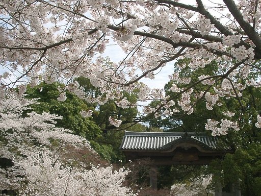 サクラ・満開！です。