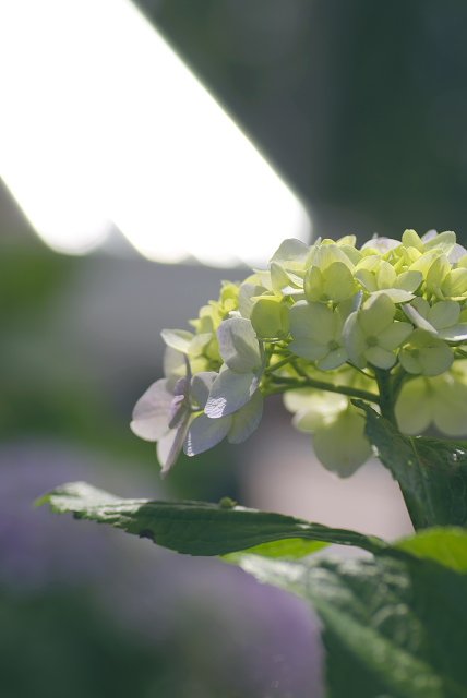 紫陽花の季節5