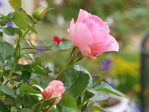 名も知らない薔薇ですが