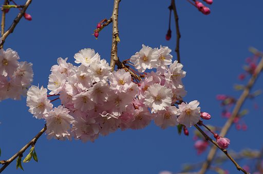 枝垂れ桜