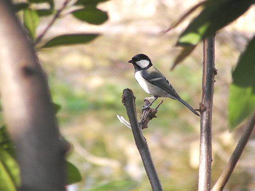 シジュウカラ　四十雀
