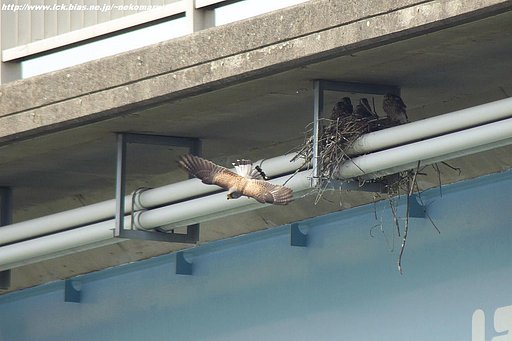 チョウゲンの幼鳥