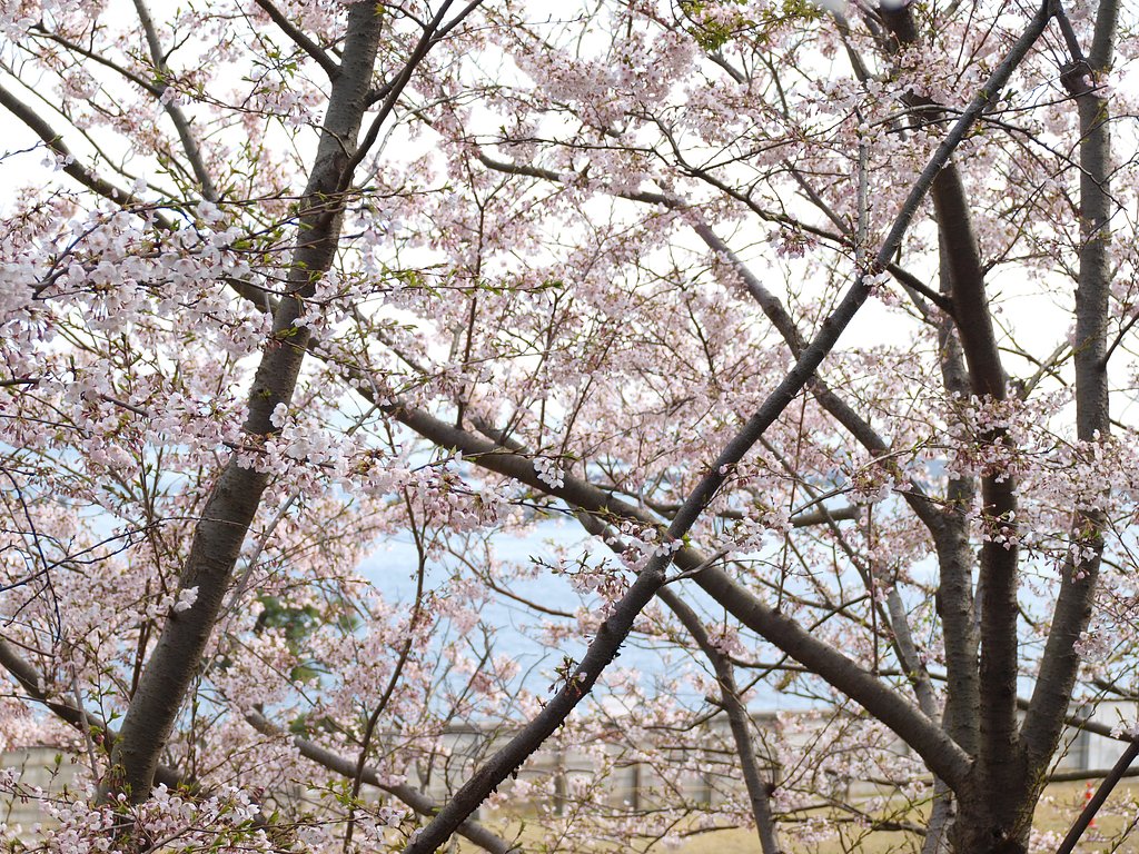 海が見えた！