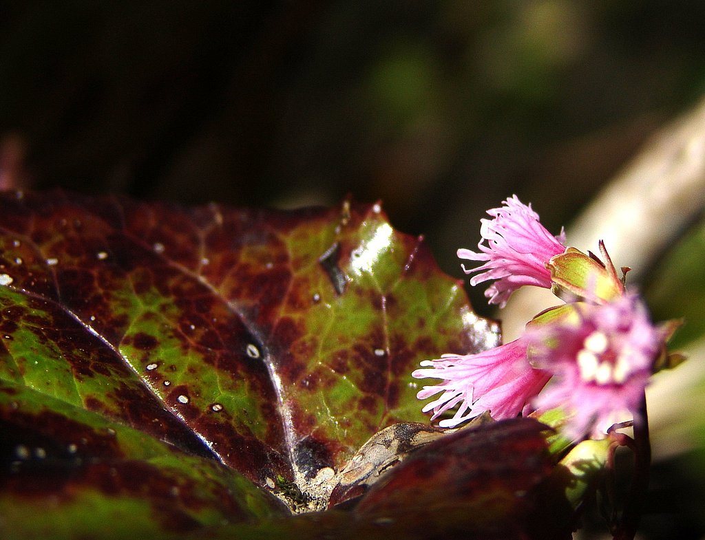 いまどき県北の花