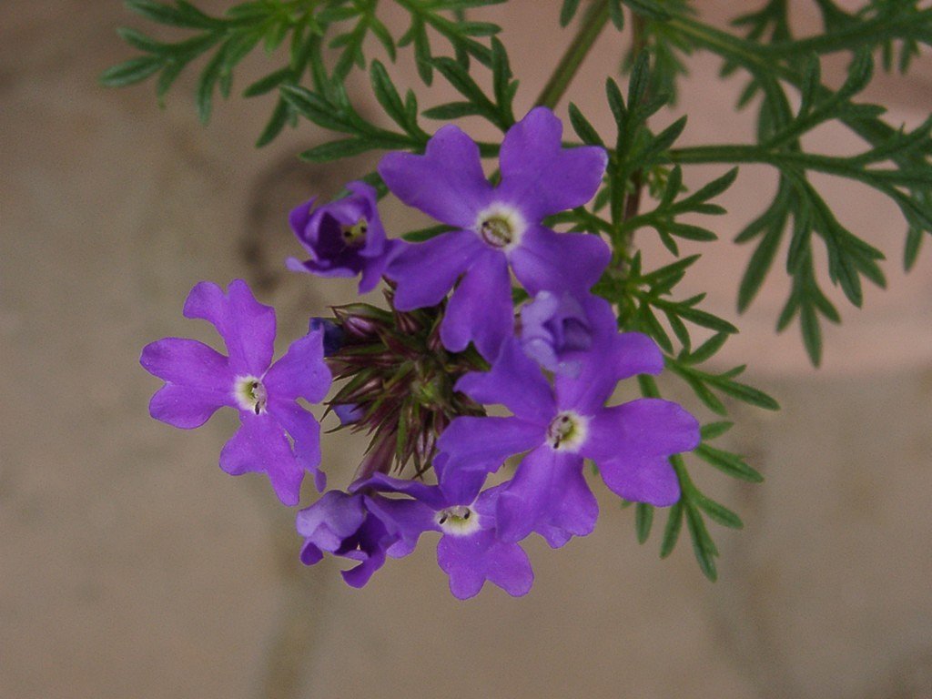 零れ花