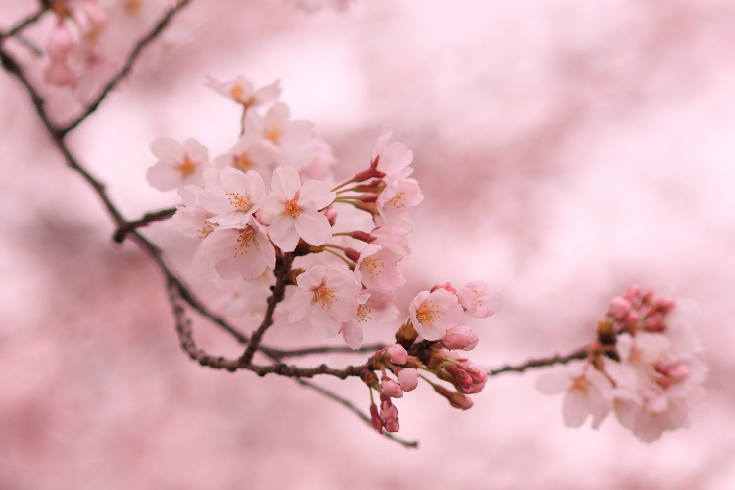 今日の桜